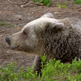 Brown bear